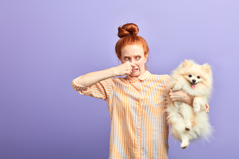 El olor a perro mojado no proviene de los perros. 6 cosas que no vienen donde piensas | Zestradar