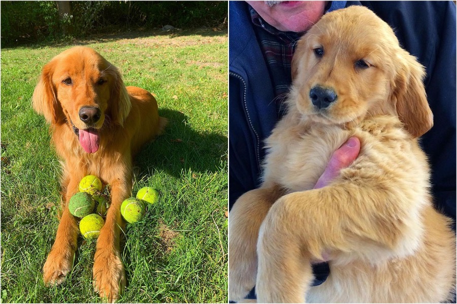 perro obsesionado con pelotas de tenis establece récord #2 | Zestradar