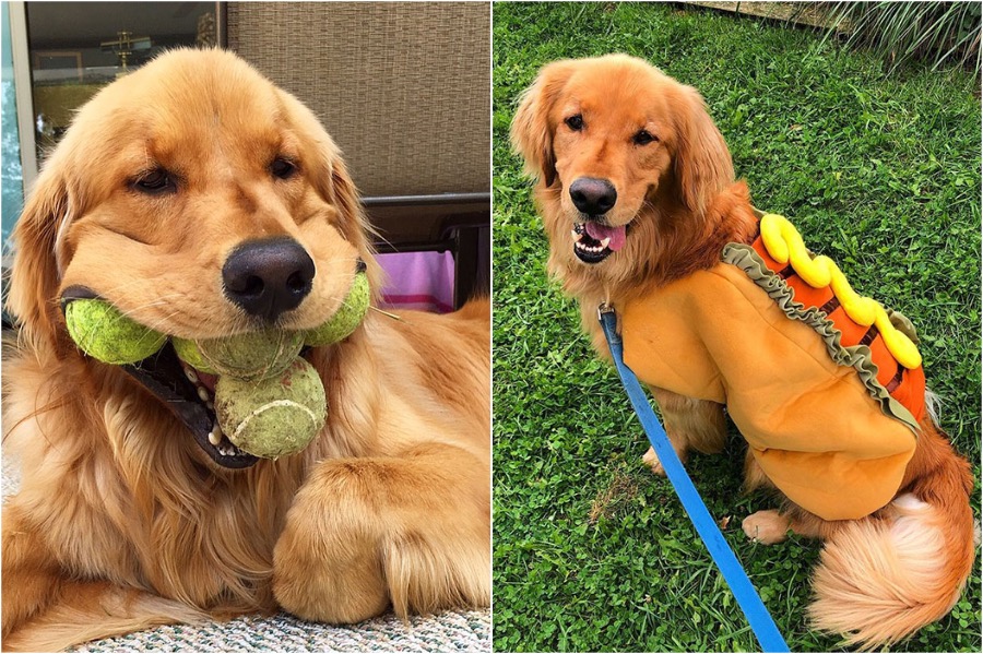 perro obsesionado con pelotas de tenis establece récord #3 | Zestradar