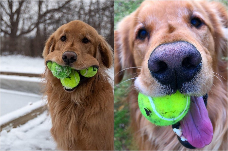 perro obsesionado con pelotas de tenis establece récord #4 | Zestradar
