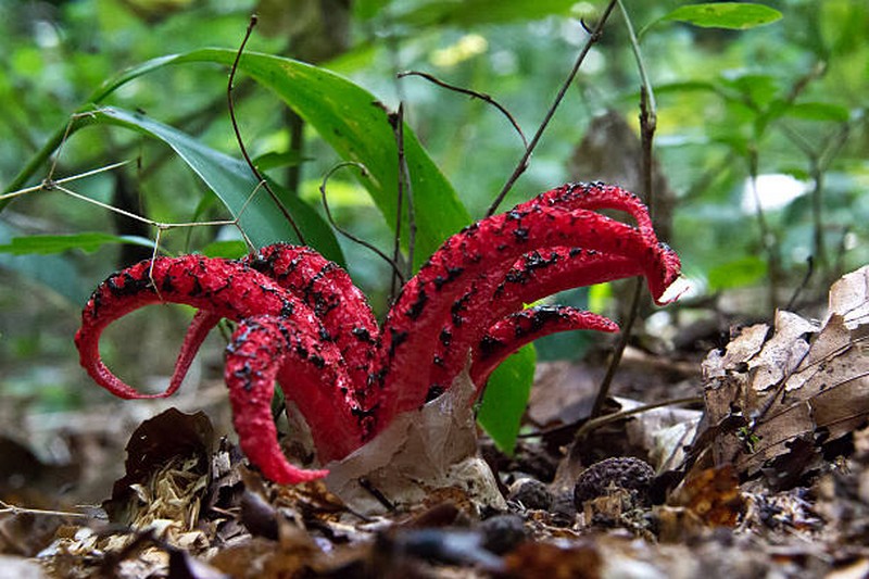 pulpo apestoso |: Las plantas más extrañas del mundo que podrían asustarte | Zestradar