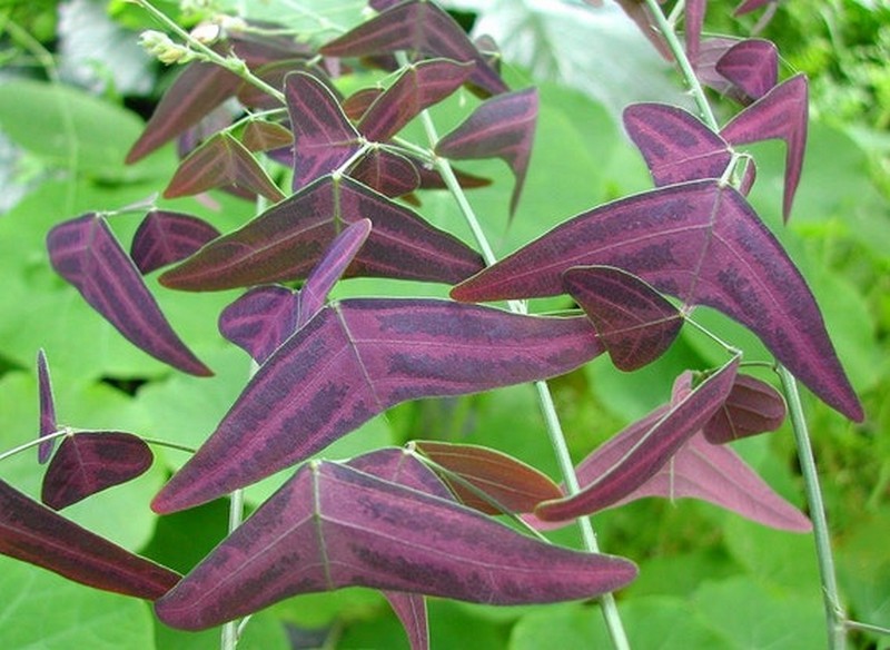 ala de mariposa roja |: Las plantas más extrañas del mundo que podrían asustarte | Zestradar