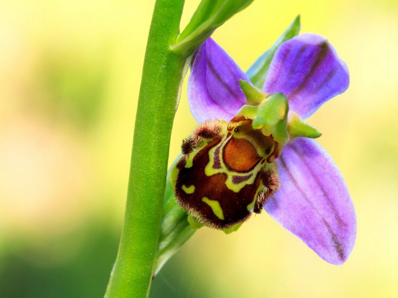 abeja orquídea Las plantas más extrañas del mundo que podrían asustarte | Zestradar