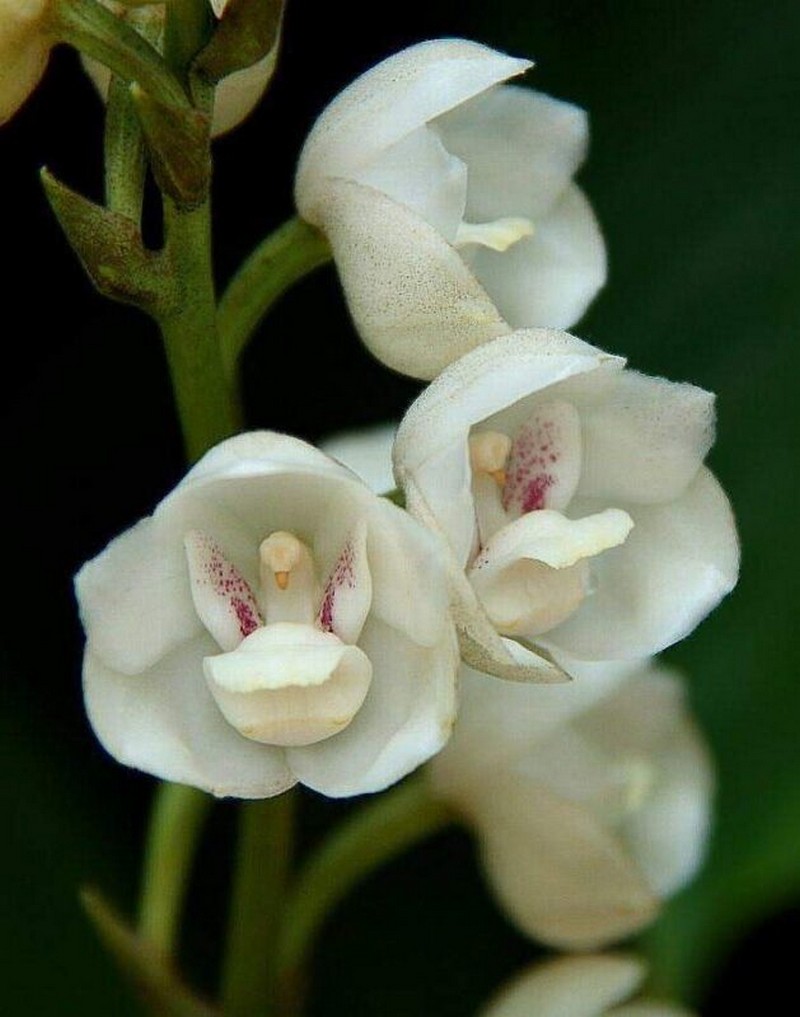 orquidea paloma |: Las plantas más extrañas del mundo que podrían asustarte | Zestradar
