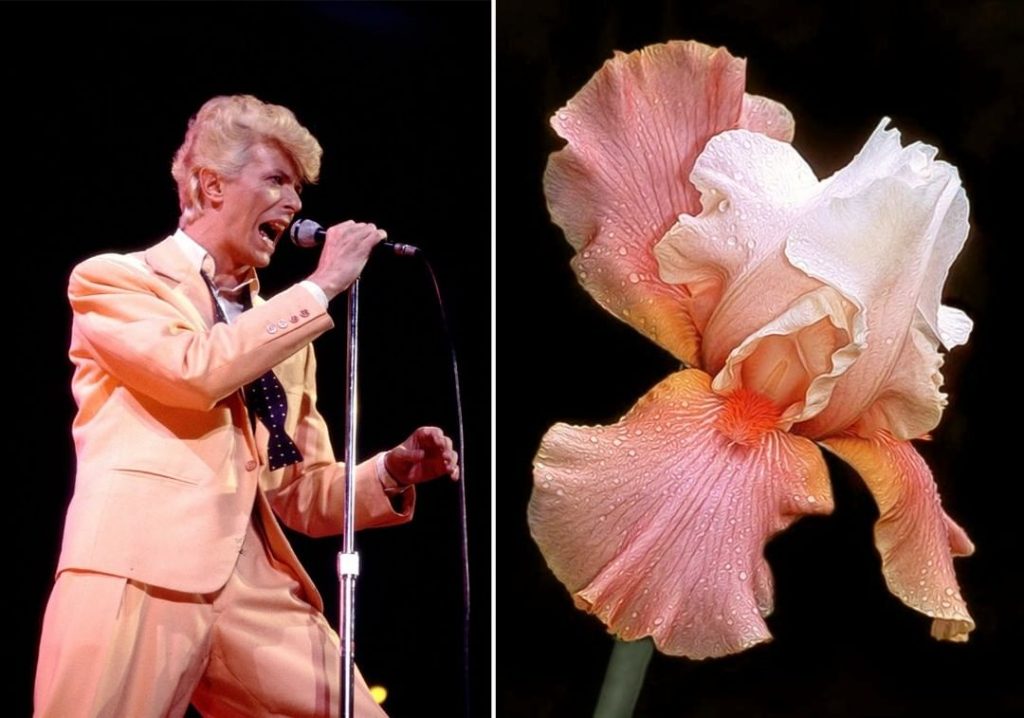 #2 David Bowie como Flores | Zestradar