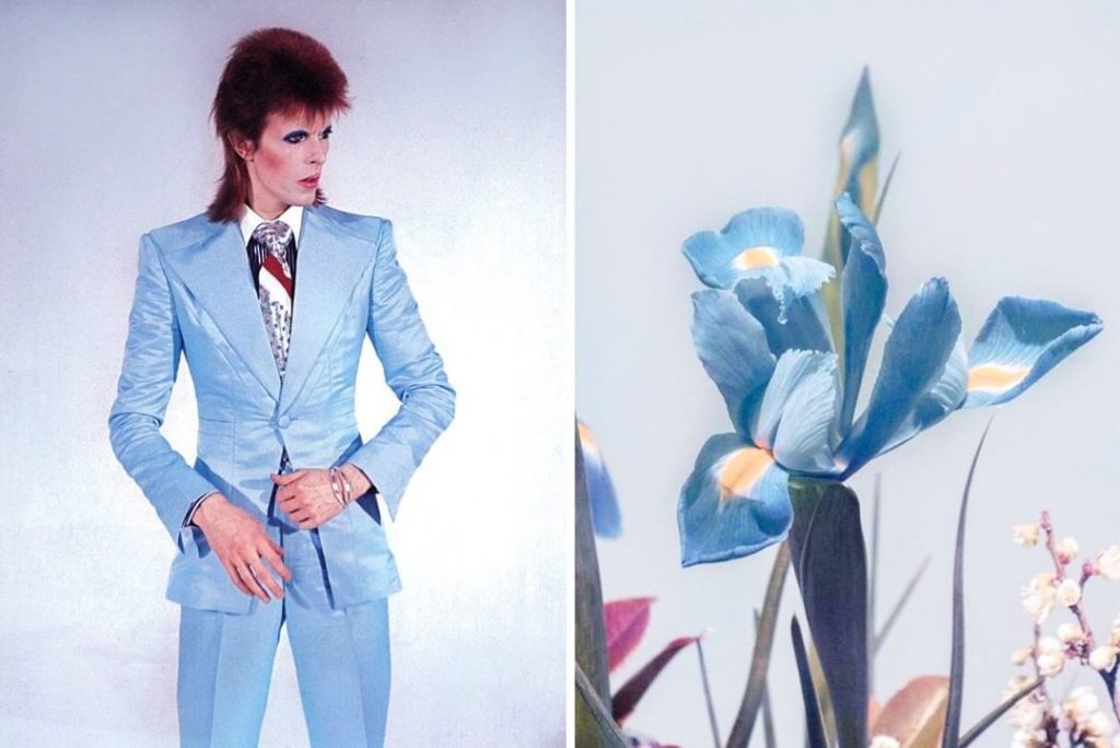 #5 David Bowie como Flores | Zestradar