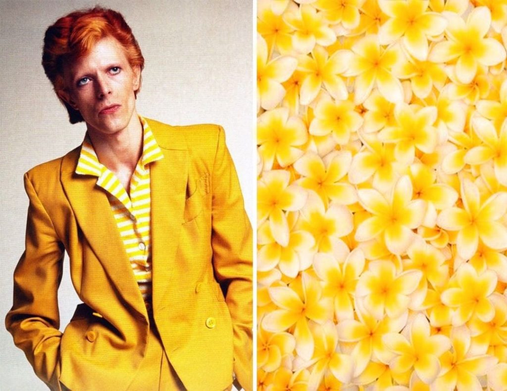 #6 | David Bowie como Flores | Zestradar