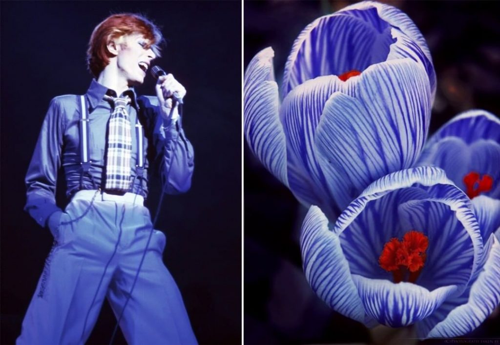 #13 David Bowie como Flores | Zestradar