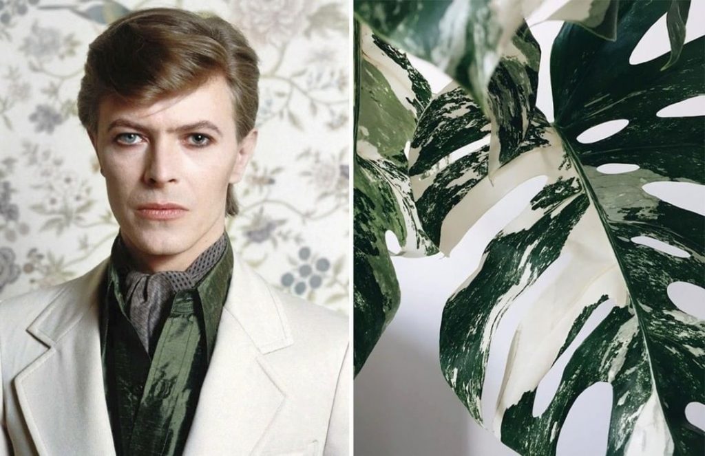 #14 David Bowie como Flores | Zestradar