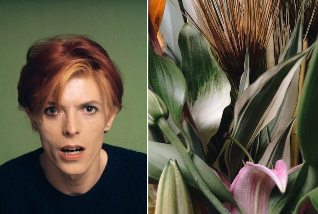 #1 David Bowie como Flores | Zestradar