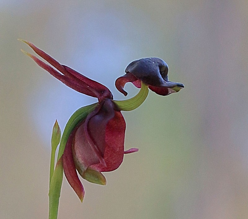 orquídea pato volador |: Las plantas más extrañas del mundo que podrían asustarte | Zestradar