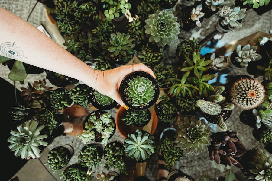 Obtener vegetación | Cosas de bricolaje gratis para hacer cuando el dinero es escaso | Zestradar