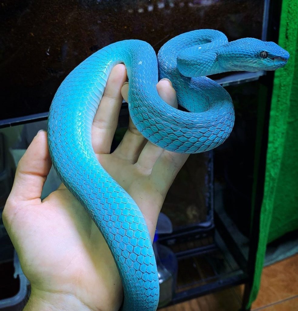 Serpiente azul neón |: 15 animales de aspecto extraño que pertenecen a una película de ciencia ficción | Zestradar