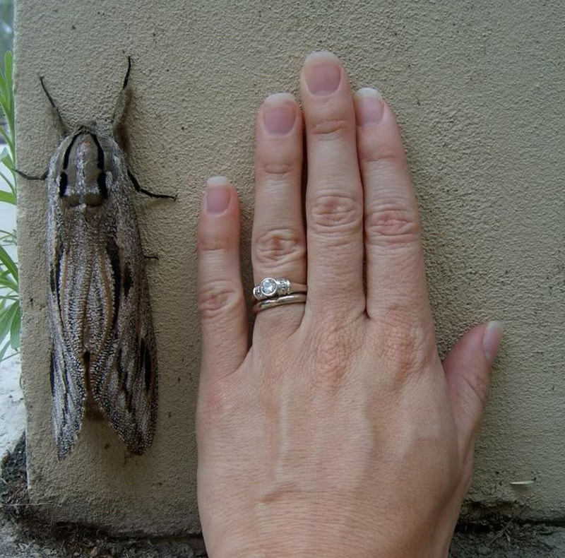 Polilla Bogong |: 15 animales de aspecto extraño que pertenecen a una película de ciencia ficción | Zestradar