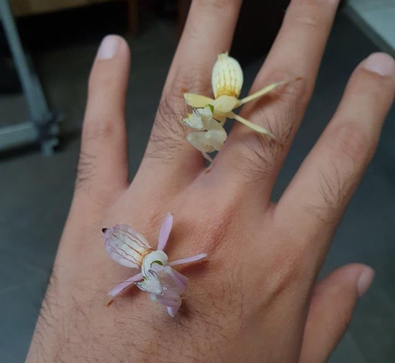 Mantis orquídea |: 15 animales de aspecto extraño que pertenecen a una película de ciencia ficción | Zestradar