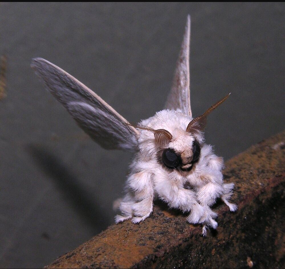 polilla del caniche venezolano |: 15 animales de aspecto extraño que pertenecen a una película de ciencia ficción | Zestradar