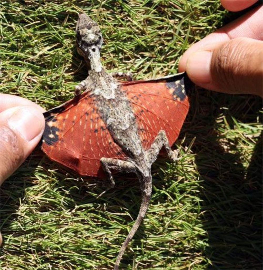 Dragón Volador |: 15 animales de aspecto extraño que pertenecen a una película de ciencia ficción | Zestradar