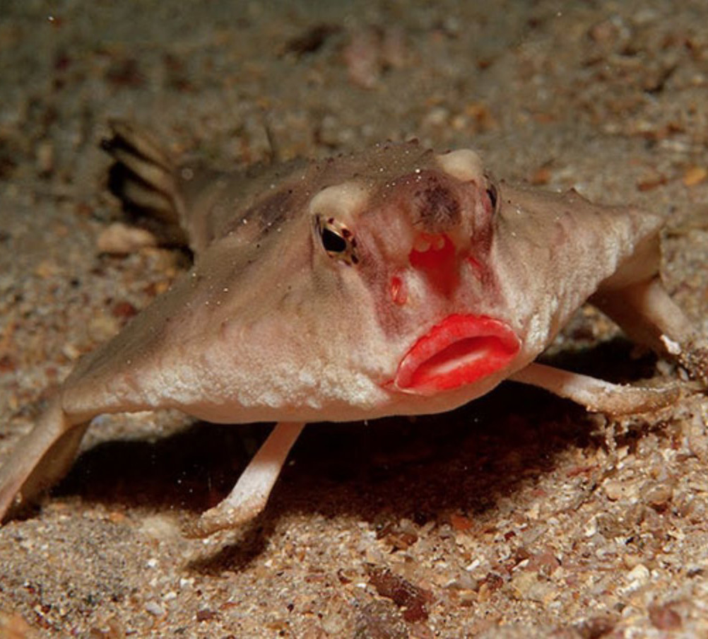 Pez murciélago de labios rojos | 15 animales de aspecto extraño que pertenecen a una película de ciencia ficción | Zestradar