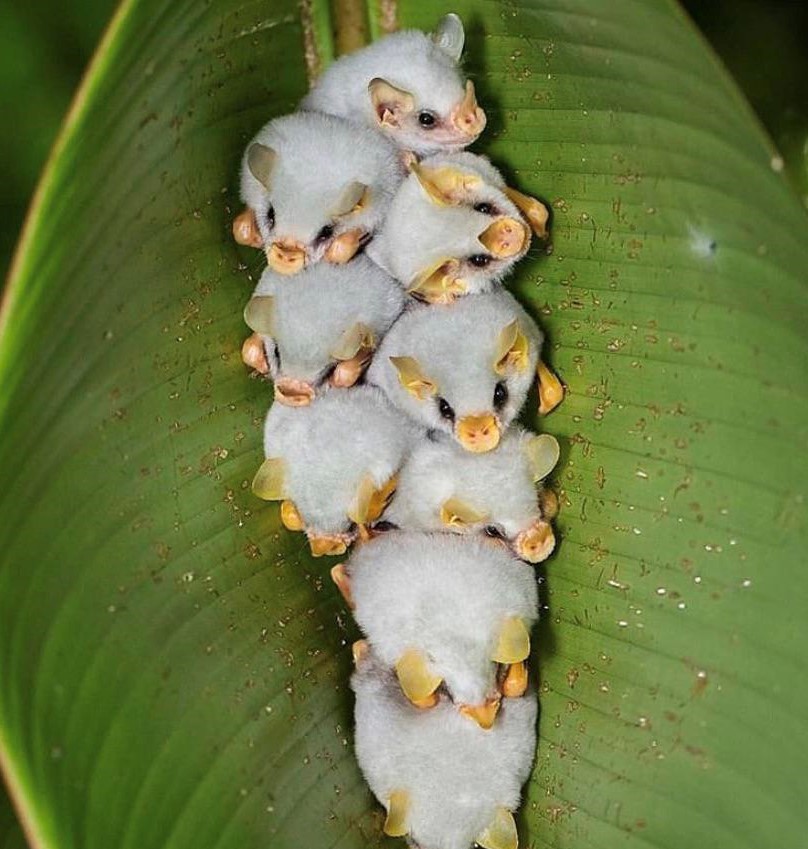 Murciélago blanco hondureño |: 15 animales de aspecto extraño que pertenecen a una película de ciencia ficción | Zestradar