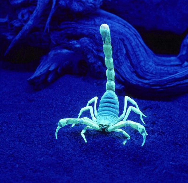 Escorpio brillante |: 15 animales de aspecto extraño que pertenecen a una película de ciencia ficción | Zestradar