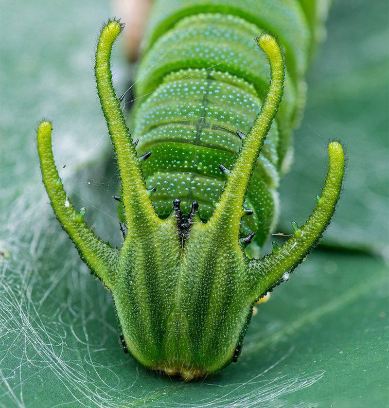 Oruga cabeza de dragón |: 15 animales de aspecto extraño que pertenecen a una película de ciencia ficción | Zestradar