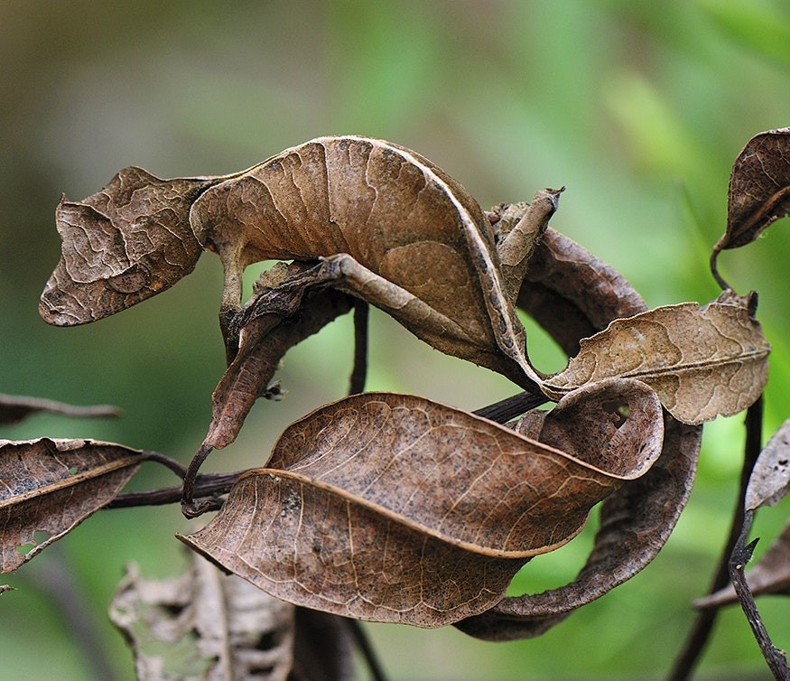 Gecko cola de hoja del diablo |: 15 animales de aspecto extraño que pertenecen a una película de ciencia ficción | Zestradar