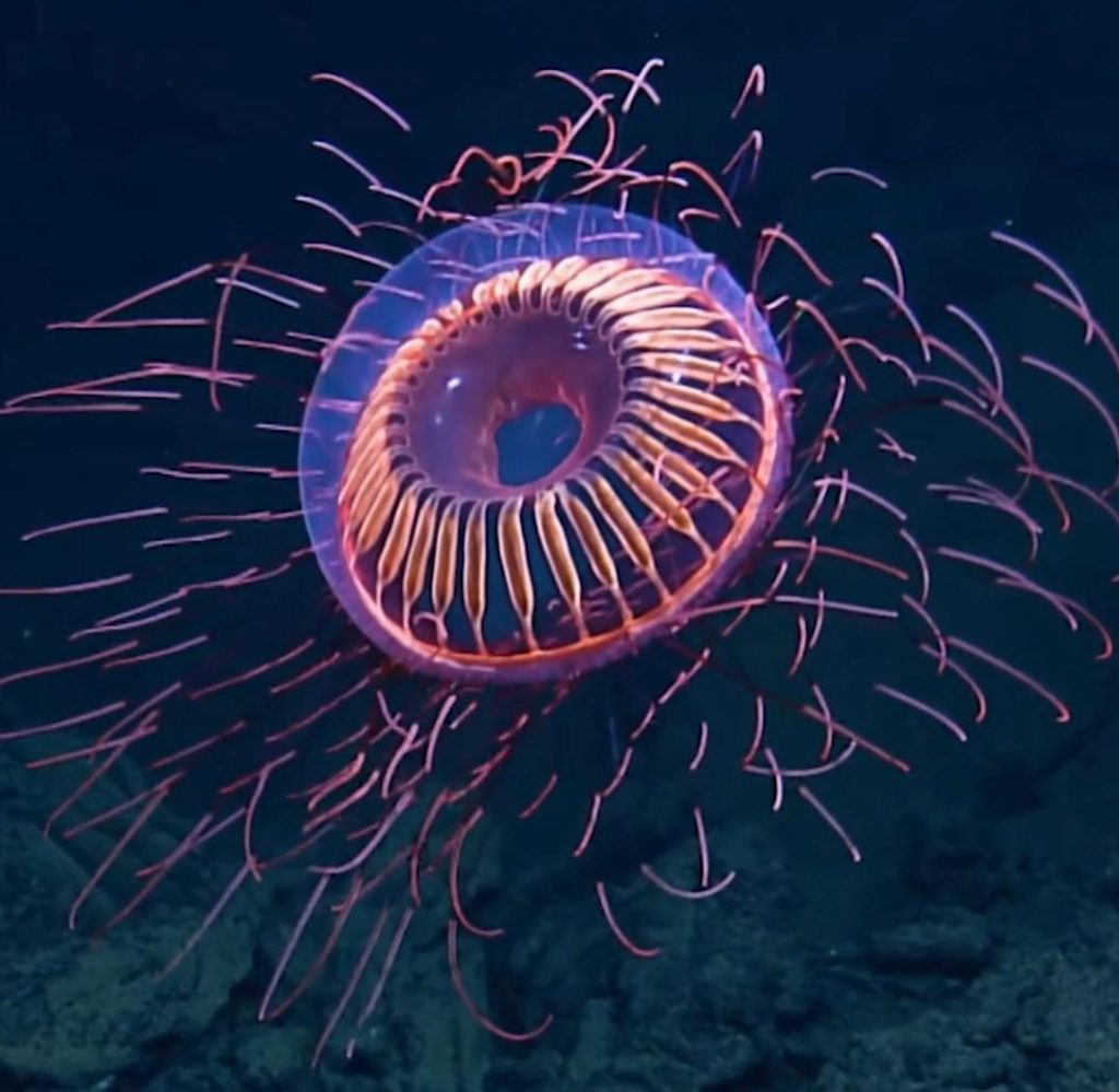 Halitrefes medusa |: 15 animales de aspecto extraño que pertenecen a una película de ciencia ficción | Zestradar