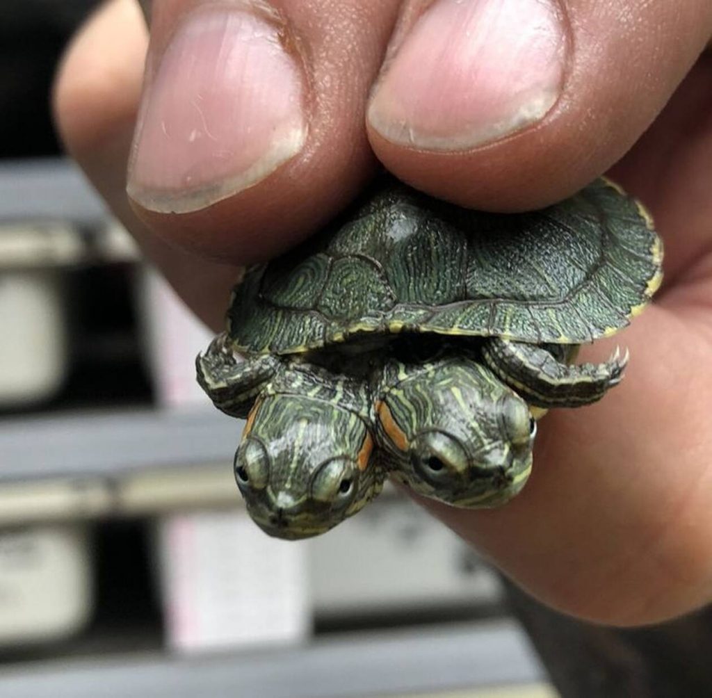 tortuga bicéfala |: 15 animales de aspecto extraño que pertenecen a una película de ciencia ficción | Zestradar
