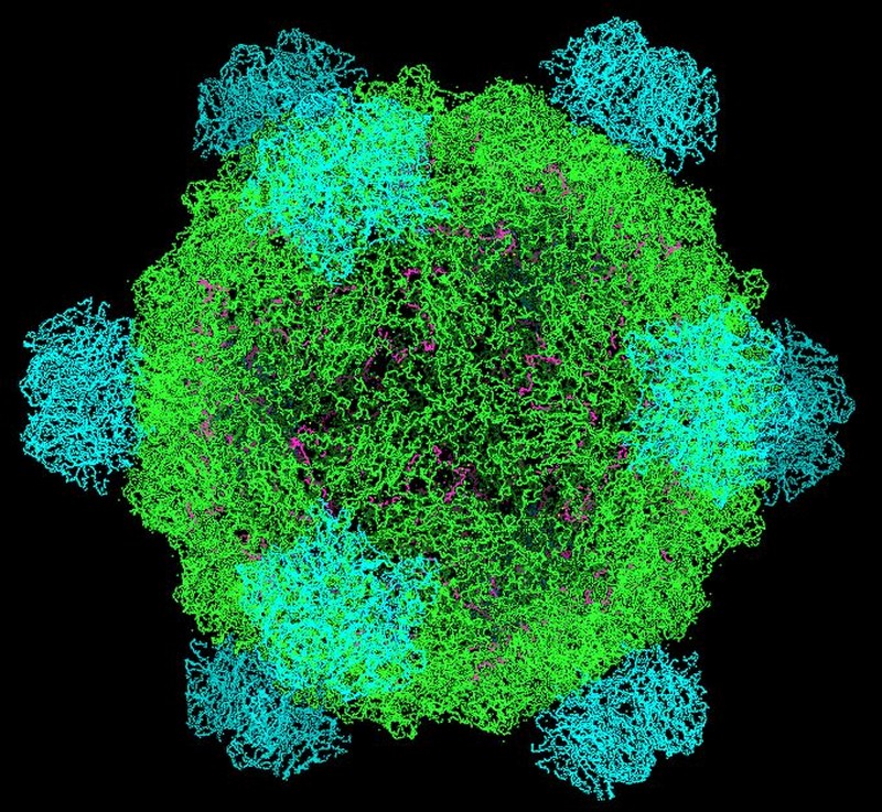 Phi-X174 |: Se han creado virus y bacterias mortales en laboratorios. Zestradar