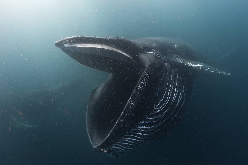 #1 Un afortunado sobrevive cuando la ballena se lo traga | Zestradar