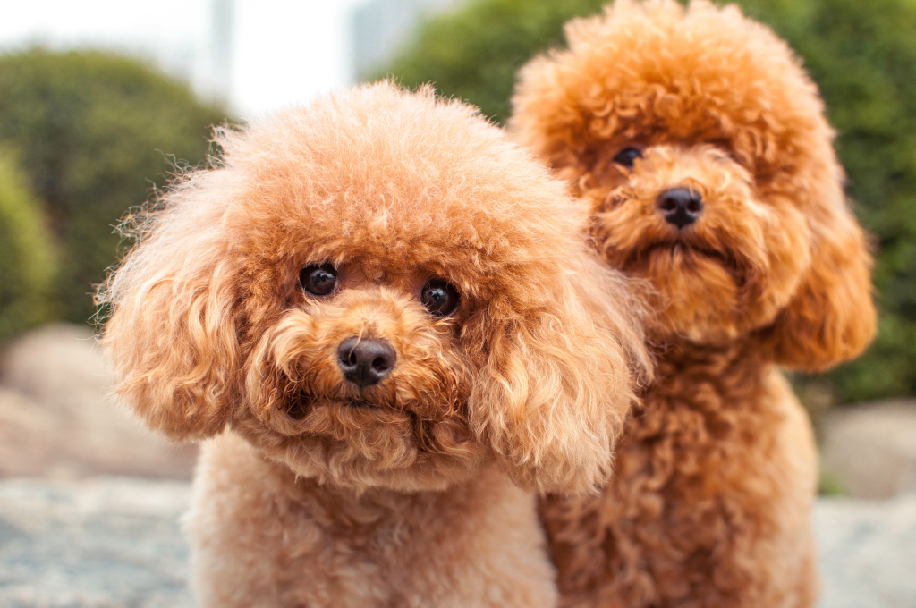 perros 10 animales con poderes que avergüenzan a tus superpoderes | Zestradar
