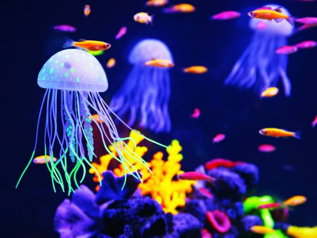 Medusa |: 10 animales con poderes que avergüenzan a tus superpoderes | Zestradar