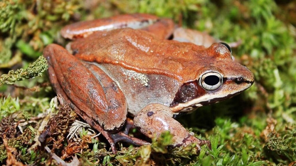 Rana de madera |: 10 animales con poderes que avergüenzan tus superpoderes | Zestradar