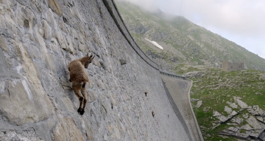 Cabras montesas |: 10 animales con poderes que avergüenzan tus superpoderes | Zestradar