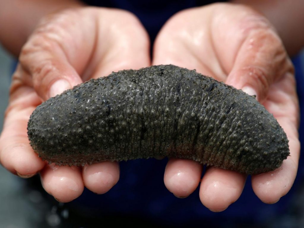 Pepino de mar |: 10 animales con poderes que avergüenzan a tus superpoderes | Zestradar