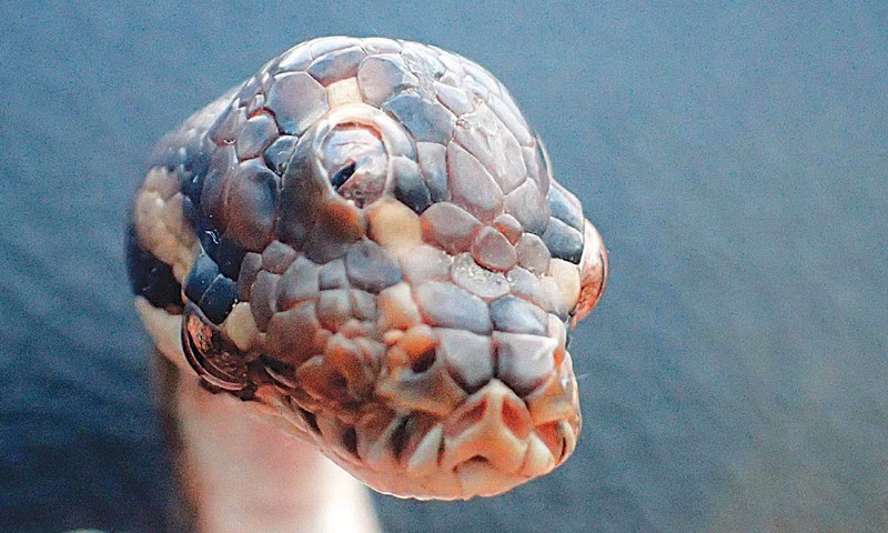 serpiente de tres ojos 7 raras rarezas encontradas en la naturaleza Zestradar