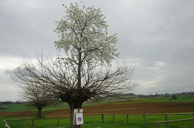 un árbol en un árbol 7 raras rarezas encontradas en la naturaleza Zestradar