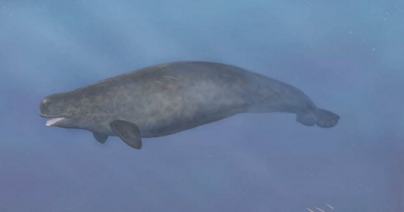 Híbrido beluga-narval |: 7 raras rarezas encontradas en la naturaleza Zestradar