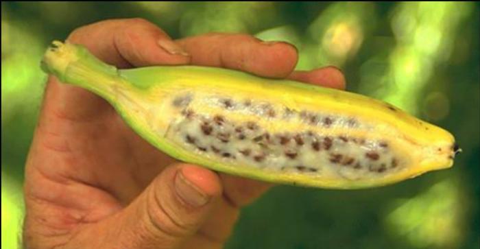 Plátano |9 frutas y verduras que se han transformado por completo en los últimos siglos| Zestradar