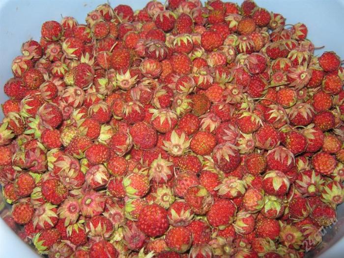 Fresas |9 frutas y verduras que se han transformado por completo en los últimos siglos| Zestradar