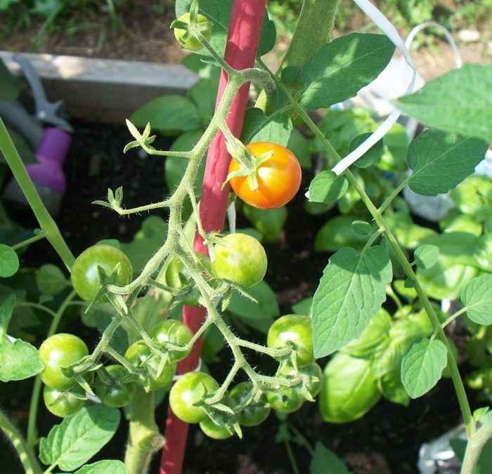 Tomate: 9 frutas y verduras que se han transformado por completo en los últimos siglos | Zestradar