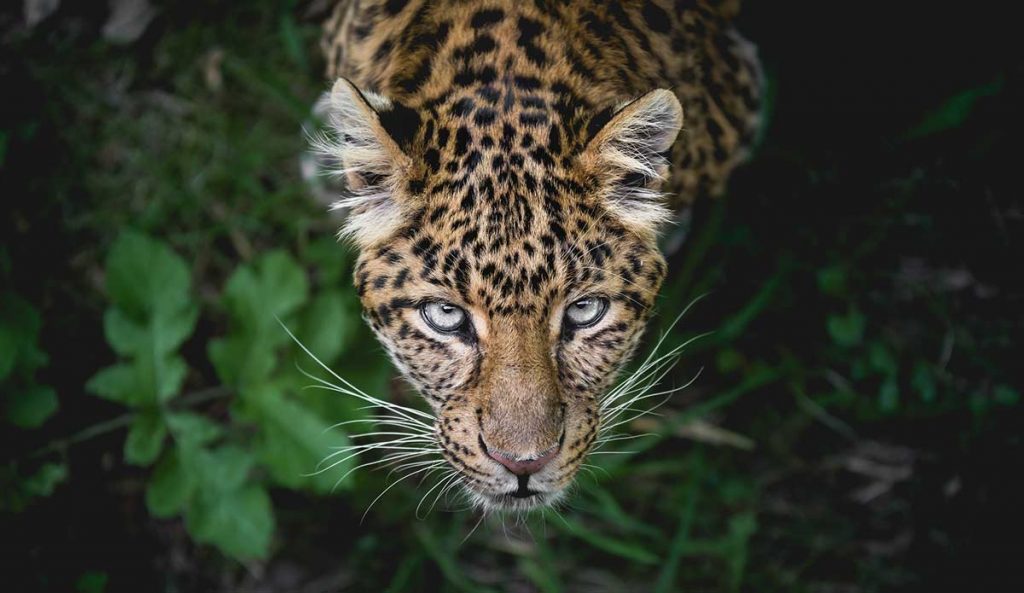 Jaguar (México) |: 7 animales sagrados de todo el mundo | Zestradar