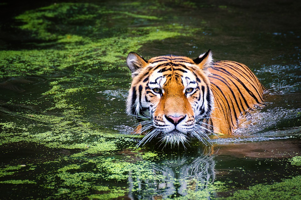 Tigre (China) |: 7 animales sagrados de todo el mundo | Zestradar