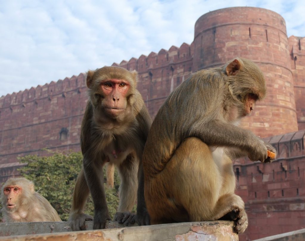 Mono (India) |: 7 animales sagrados de todo el mundo | Zestradar
