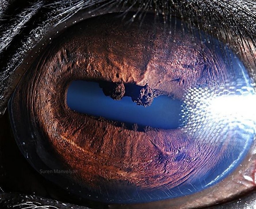 caballo Un fotógrafo ha mostrado tomas macro de ojos de animales y se ven impresionantes. Zestradar