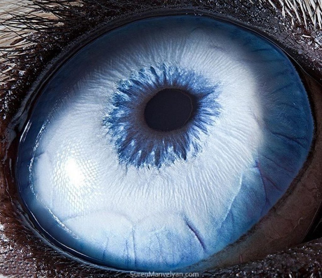 husky |: Un fotógrafo ha mostrado tomas macro de ojos de animales y se ven impresionantes. Zestradar