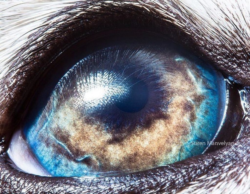 Malamute de Alaska | Un fotógrafo ha mostrado tomas macro de ojos de animales y se ven impresionantes. Zestradar