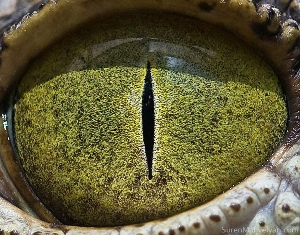 cocodrilo del Nilo |: Un fotógrafo ha mostrado tomas macro de ojos de animales y se ven impresionantes. Zestradar