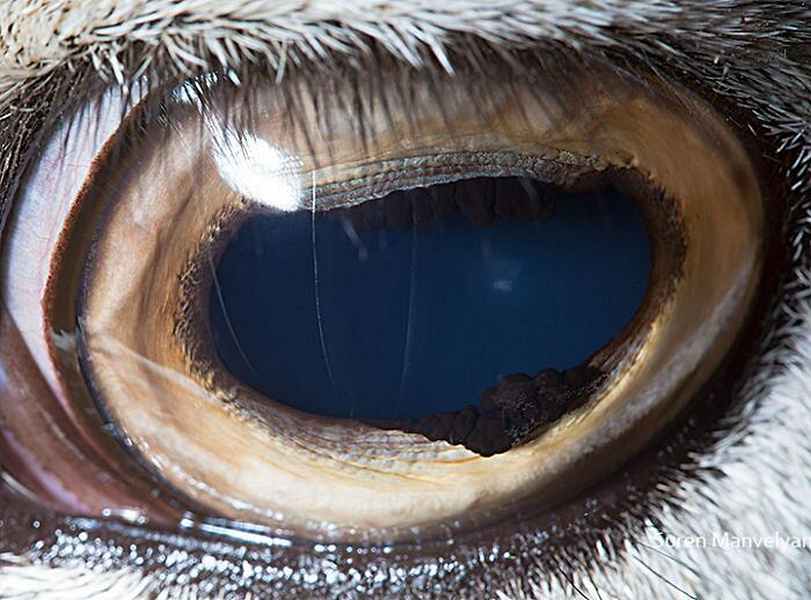 muflón armenio |: Un fotógrafo ha mostrado tomas macro de ojos de animales y se ven impresionantes. Zestradar
