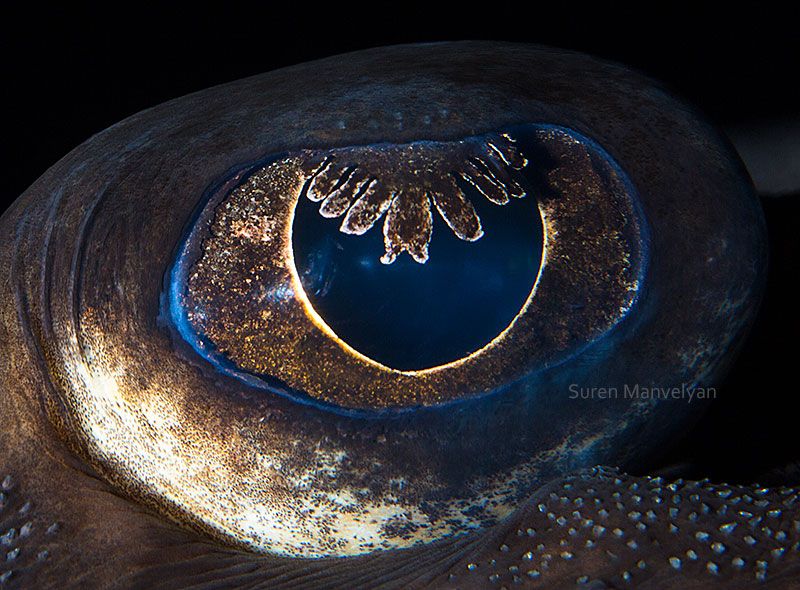 rayo | Un fotógrafo ha mostrado tomas macro de ojos de animales y se ven impresionantes. Zestradar